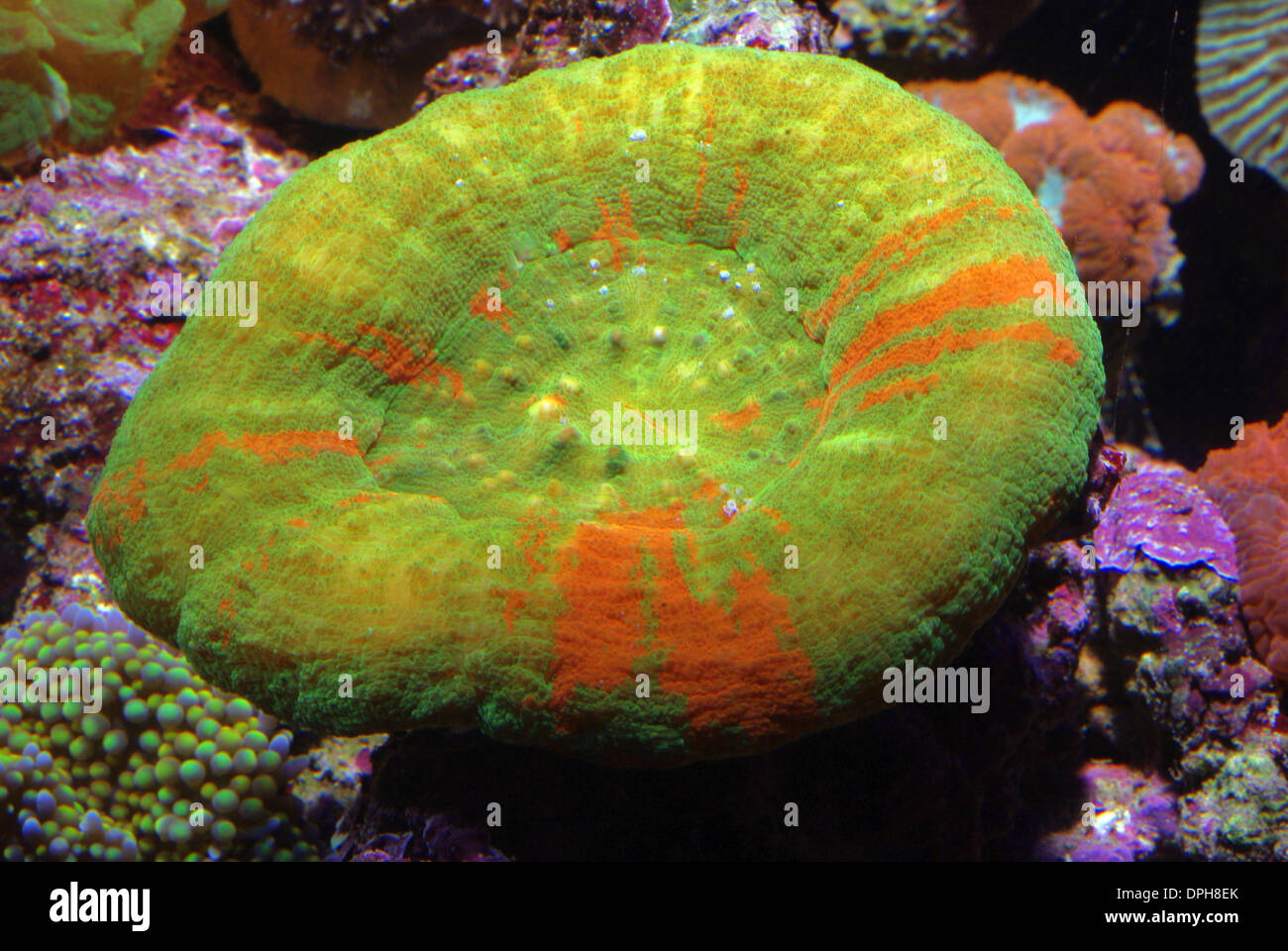 Button coral (Scolymia australis) Stock Photo