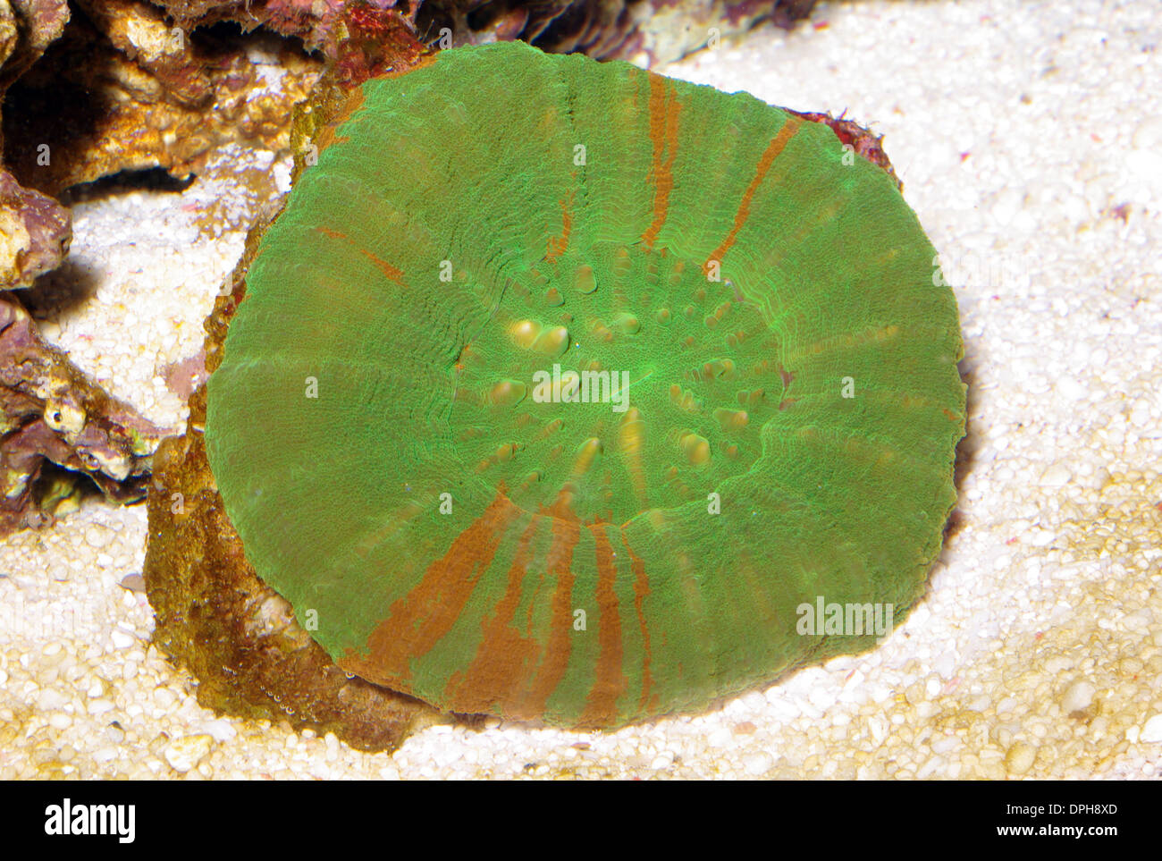 Button coral (Scolymia australis) Stock Photo