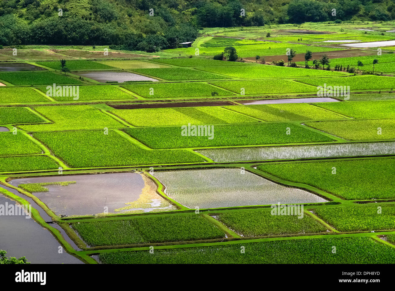 Rice fields, Hawaii, USA Stock Photo 65533761 Alamy