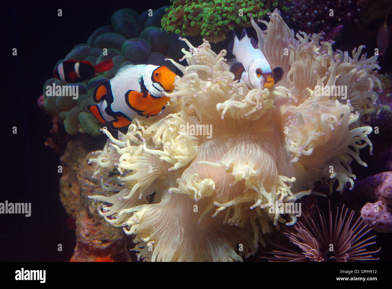 Pair of Picasso clownfish (Amphiprion ocellaris var.) symbiotic with Elegance coral (Catalaphyllia jardinei) Stock Photo