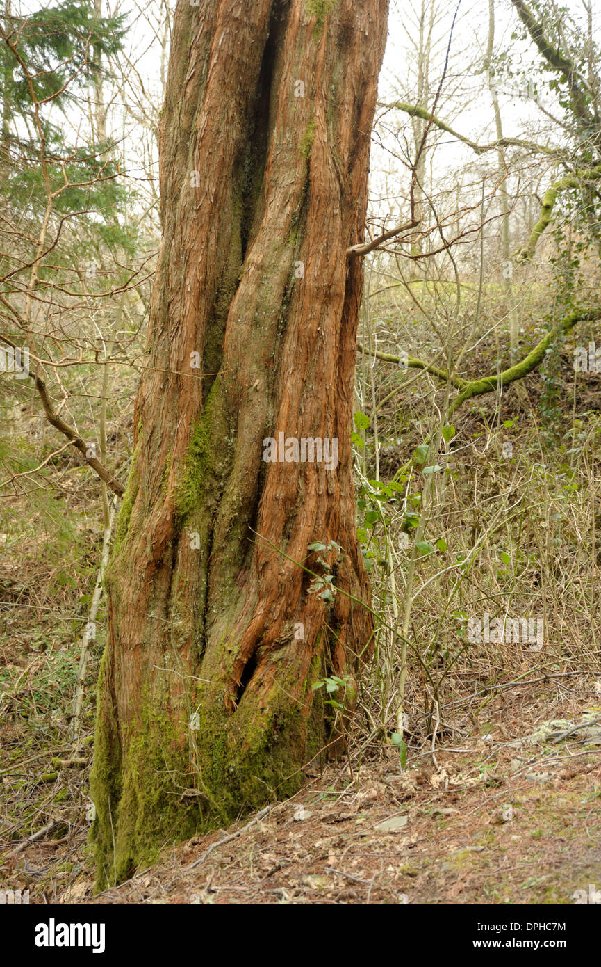 Dawn redwood trunk bark metasequoia hires stock photography and images