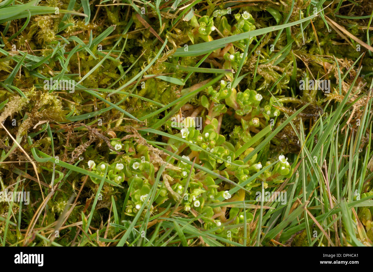 Montia fontana subsp variabilis, Blinks Stock Photo