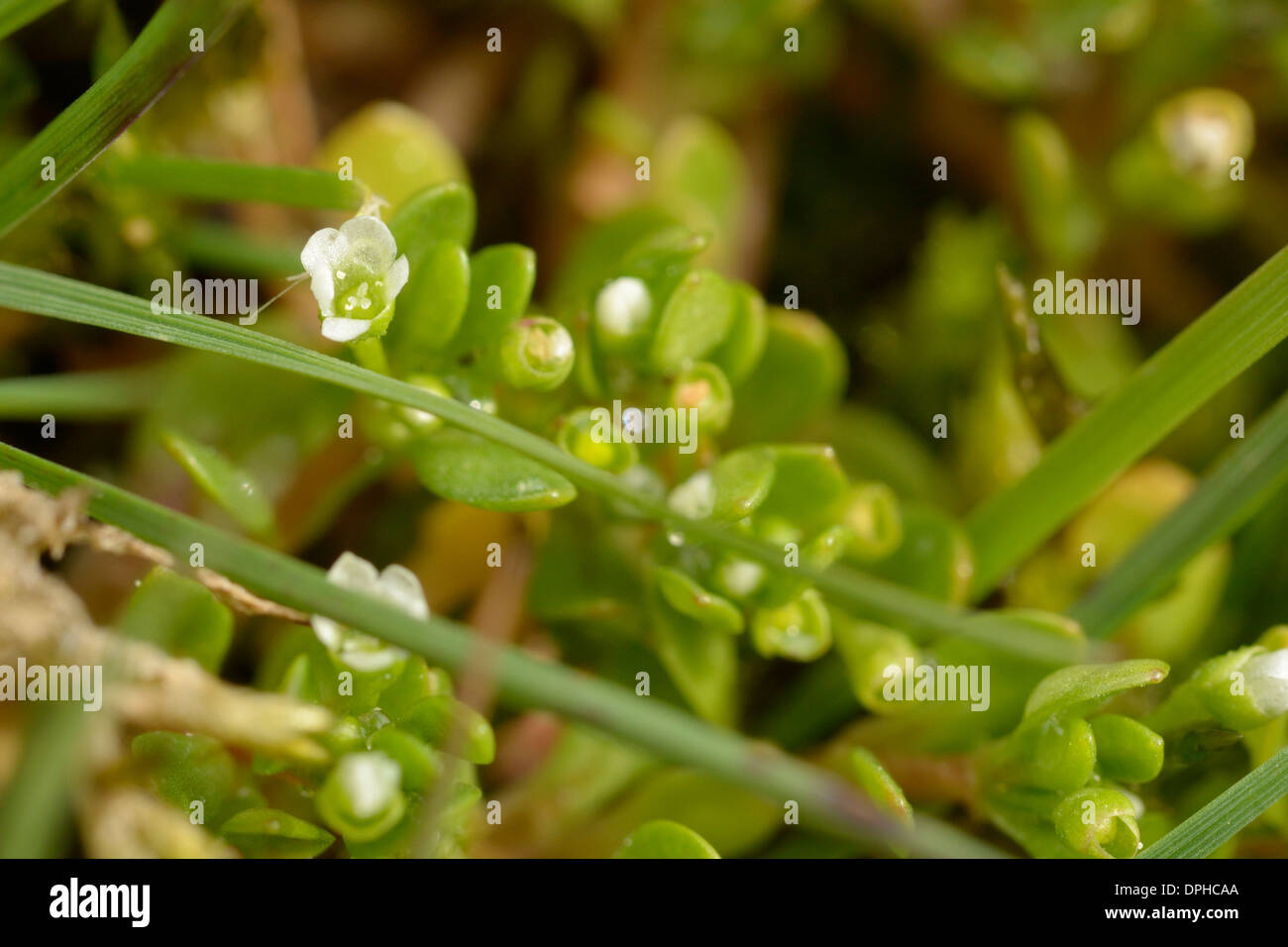 Montia fontana subsp variabilis, Blinks Stock Photo