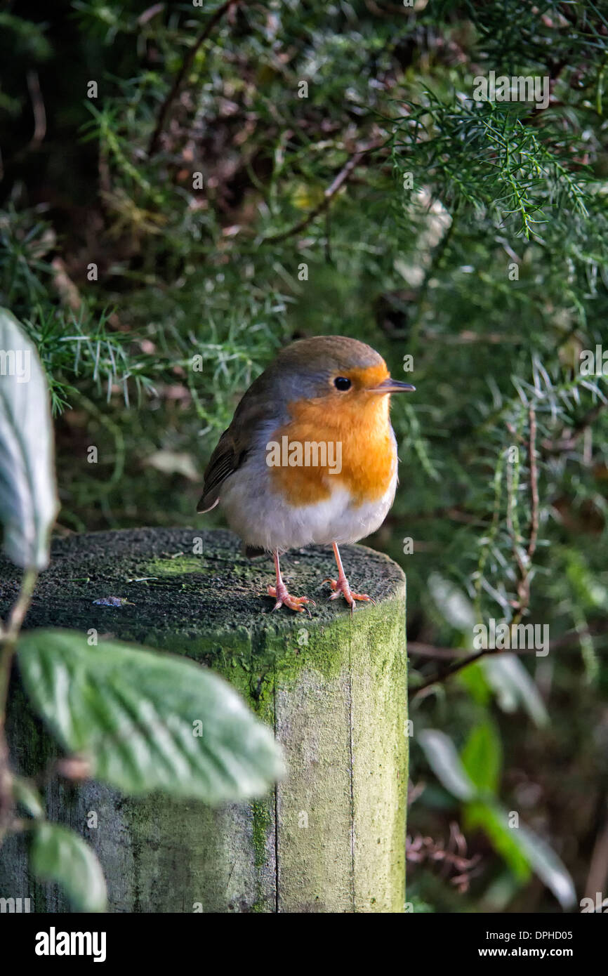 Robin perched on a tree trunk Stock Photo