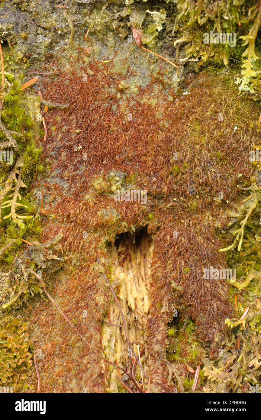 Rustwort, Nowellia curvifolia Stock Photo