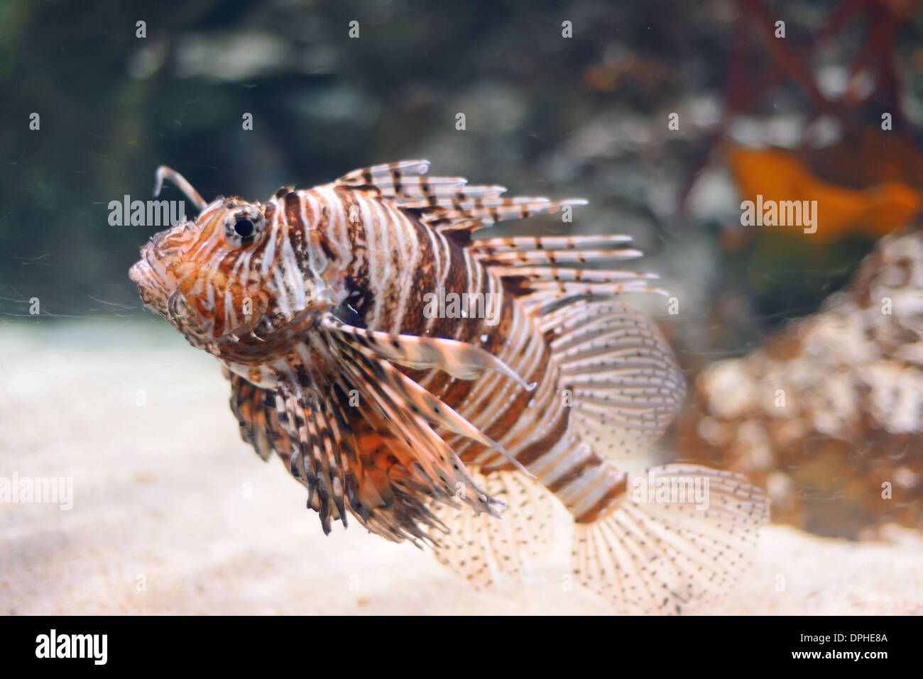 Sea life from London Aquarian. Stock Photo