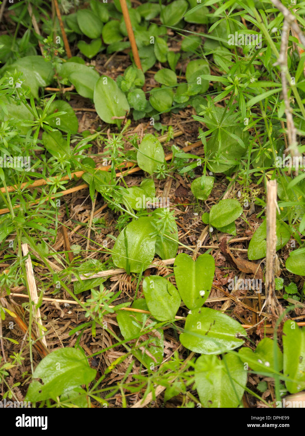 Adder'stongue leaves, Ophioglossum vulgatum Stock Photo Alamy