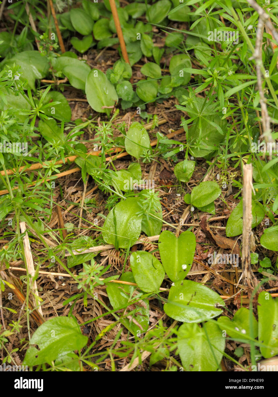 Adder's-tongue leaves, Ophioglossum vulgatum Stock Photo