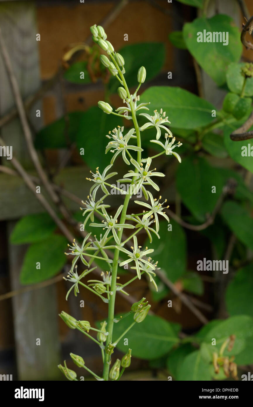 Spiked Star-of-Bethlehem or Bath Asparagus, Ornithogalum pyrenaicum Stock Photo