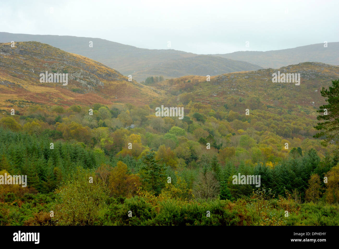 Pastel Tree Colours in Autumn at Bonane Heritage Park, Kerry Stock ...