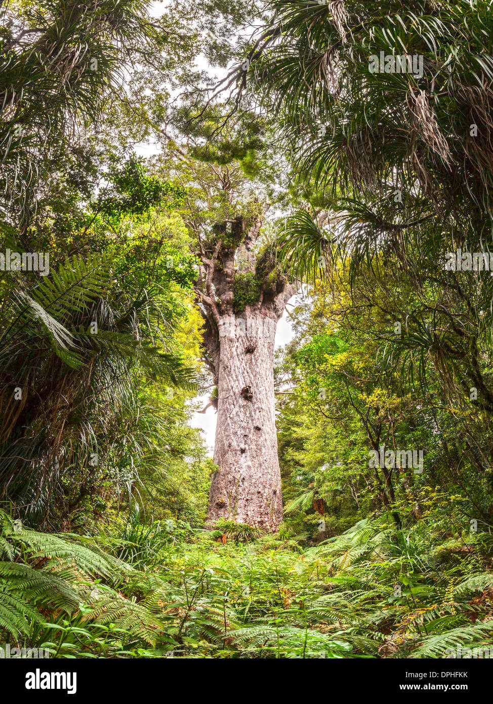 Tane Mahuta, the biggest living Kauri tree in New Zealand Stock Photo