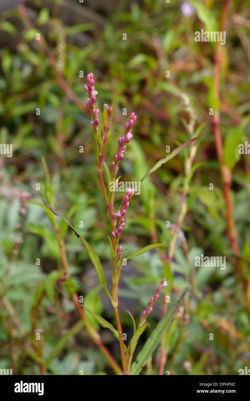 Small Waterpepper, Persicaria minor Stock Photo 65539080 Alamy