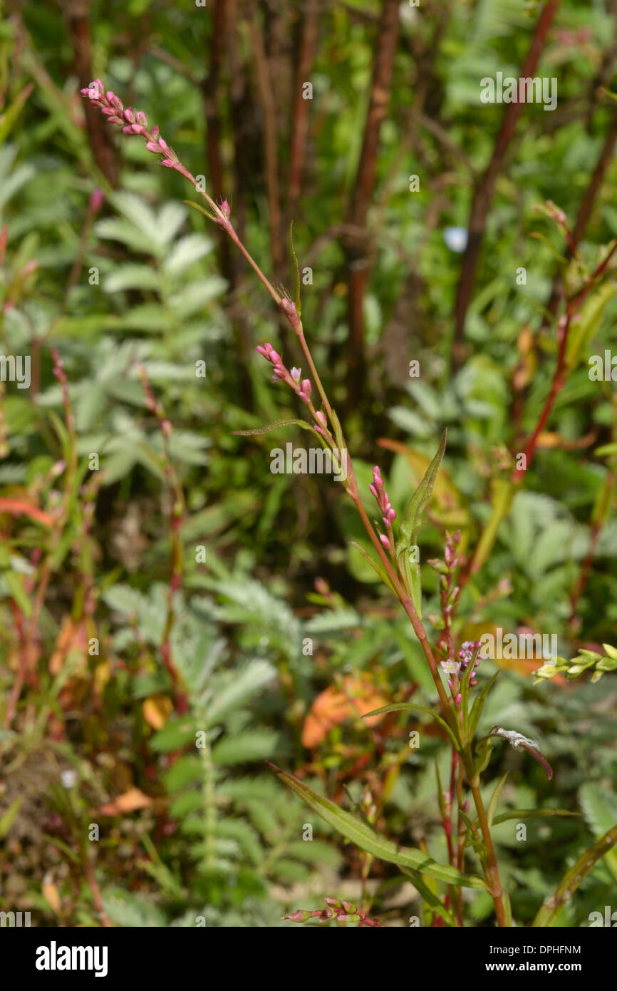 Small Water-pepper, Persicaria minor Stock Photo