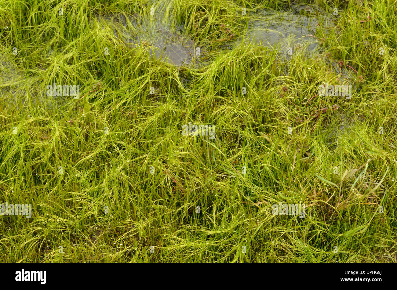 Pillwort, Pilularia globulifera Growing Abundantly in a Pool Near Hay Bluff Stock Photo