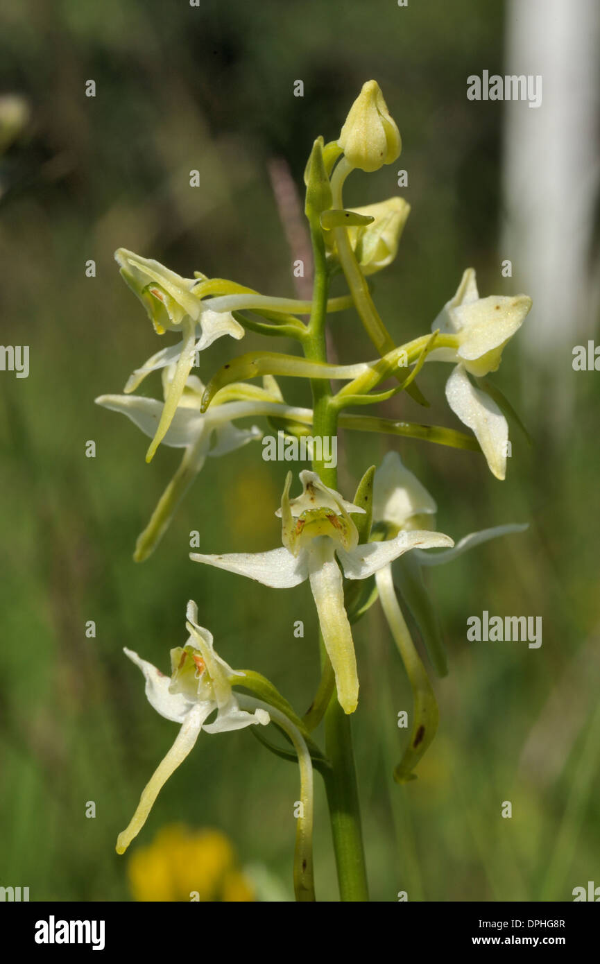 Greater Butterfly-orchid, Platanthera chlorantha Stock Photo
