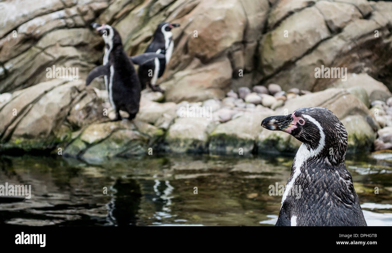 Twycross Zoo's Penguins Stock Photo