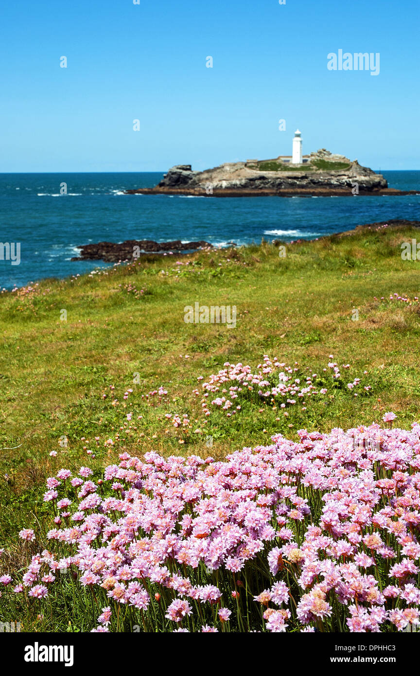 thrift in flower at godrevy in cornwall, uk Stock Photo