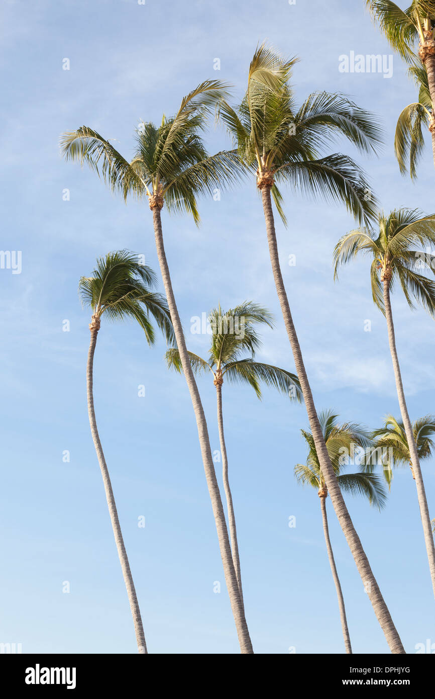 A grove of palm trees on the Malecon boardwalk Puerto Vallarta