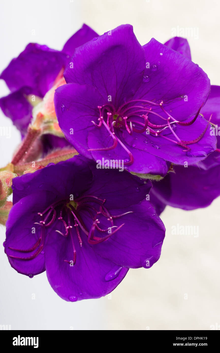 Autumn and Winter flowering subtropical shrub, Tibouchina organensis, in a private garden in Plymouth, UK Stock Photo
