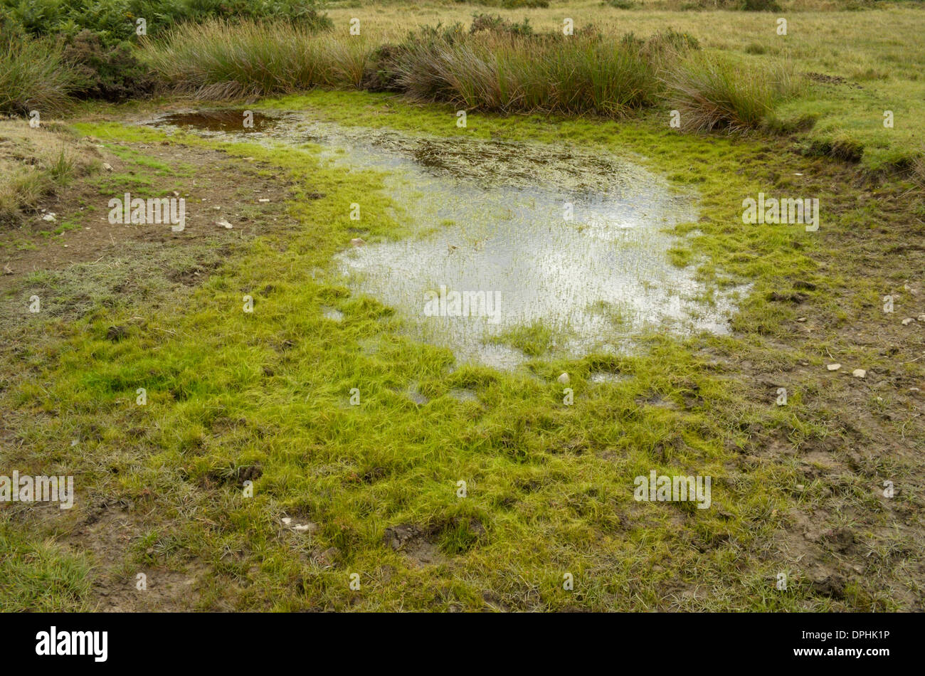 Pillwort, Pilularia globulifera Growing Abundantly in a Pool Near Hay Bluff Stock Photo