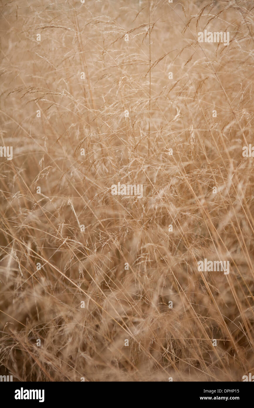 Dry wild grass in late summer. Stock Photo