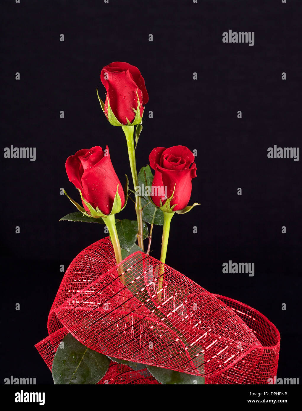 Three red roses on black background Stock Photo