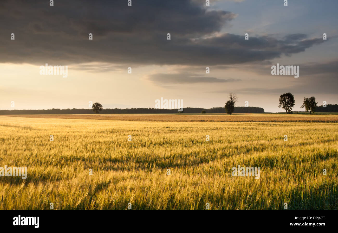 landscape with young cereal field Stock Photo - Alamy