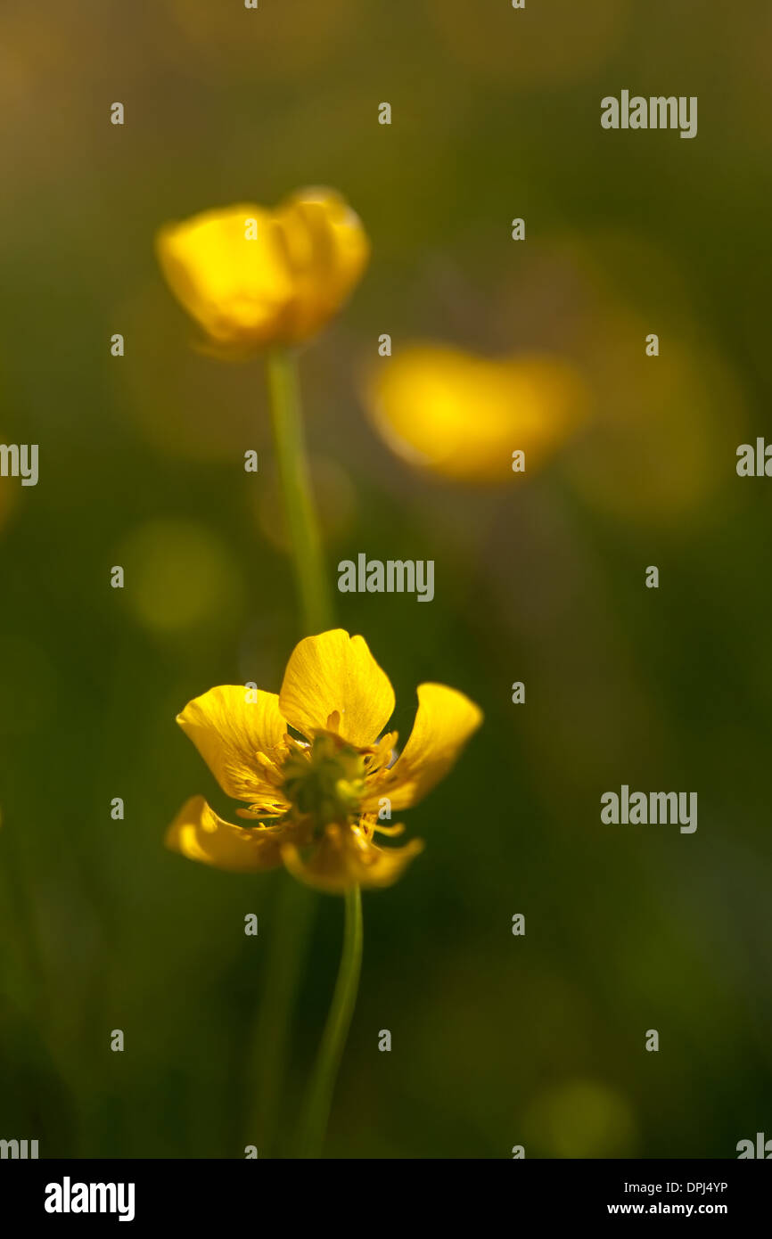 wild flowers close up Stock Photo - Alamy
