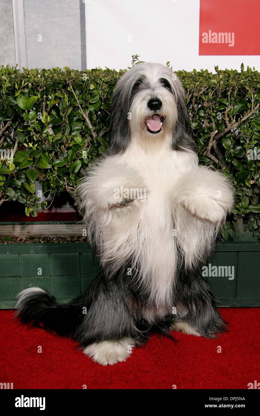 May 25, 2006 Hollywood, LOS ANGELES, USA COAL.DOG ACTOR FROM SHAGGY