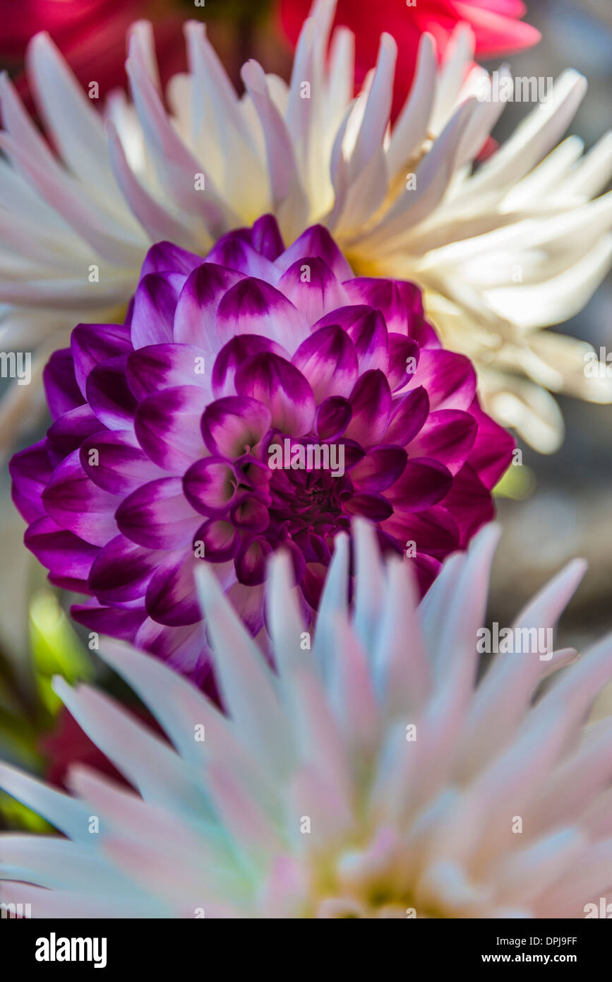 Pretty purple flower hi-res stock photography and images - Alamy