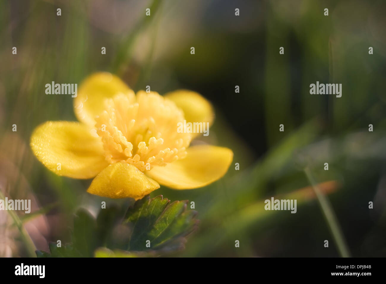 close up of buttercup flower Stock Photo