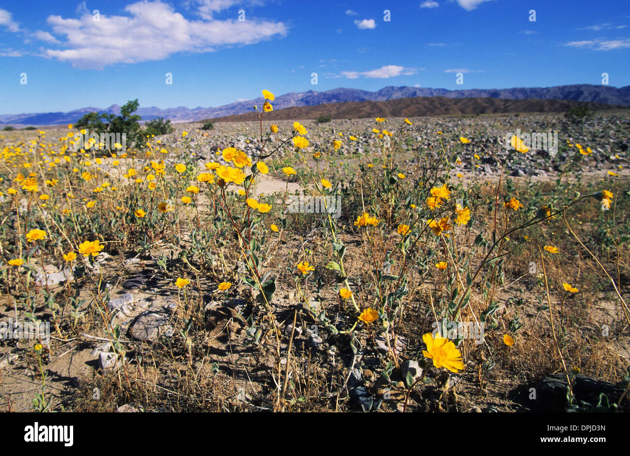 California desert wildflower hi-res stock photography and images - Alamy