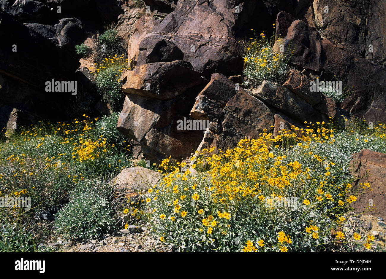 Elk2481778 California, Death Valley National Park, spring display of