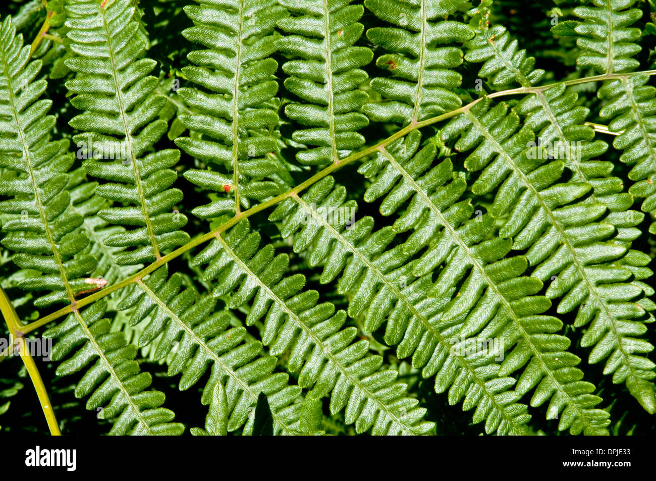 Close up of a lady fern in the undergrowth of the Great Bear Rainforest on the central coast of British Columbia, Canada. Stock Photo
