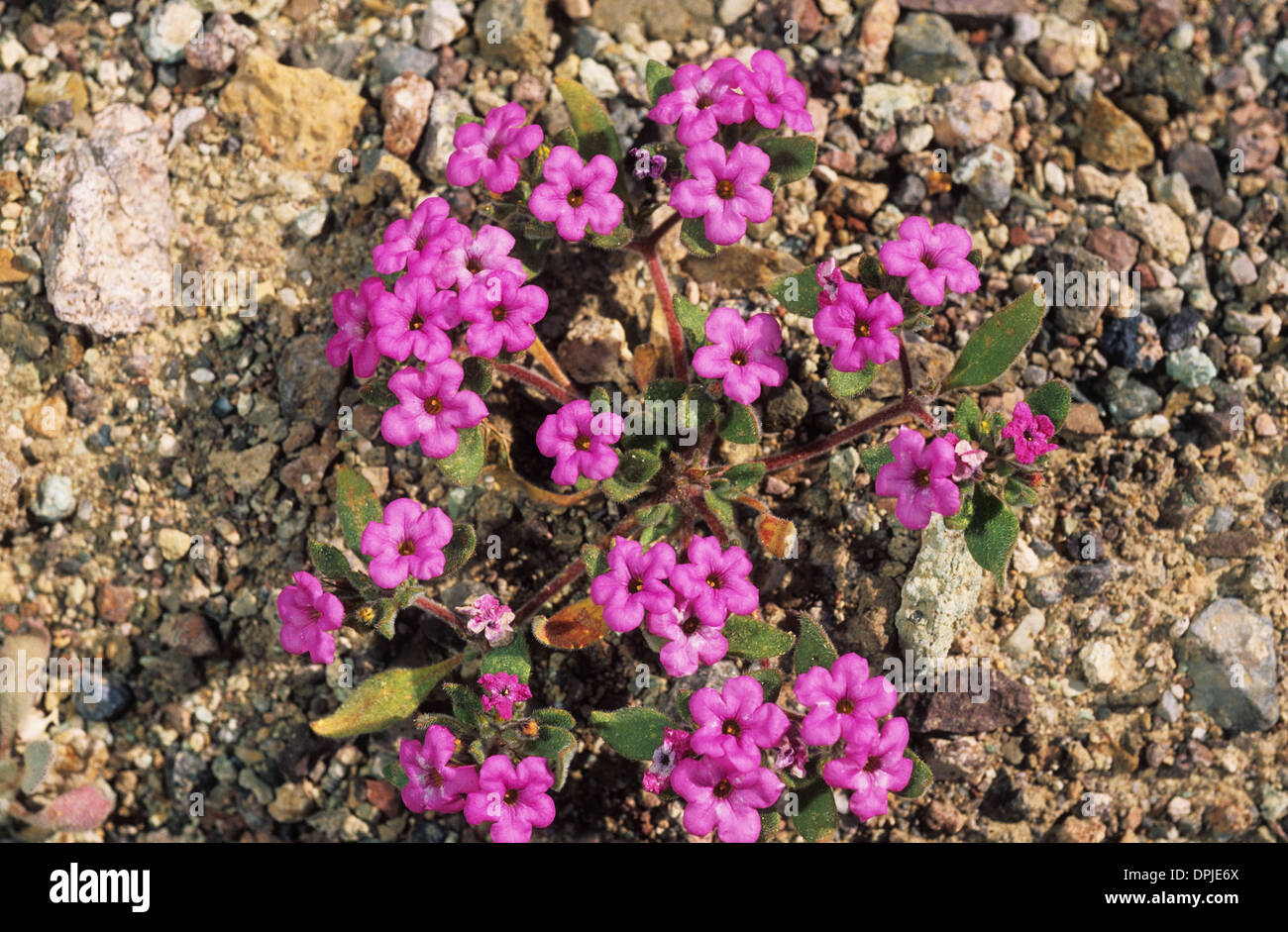 Death valley flowers hi-res stock photography and images - Alamy