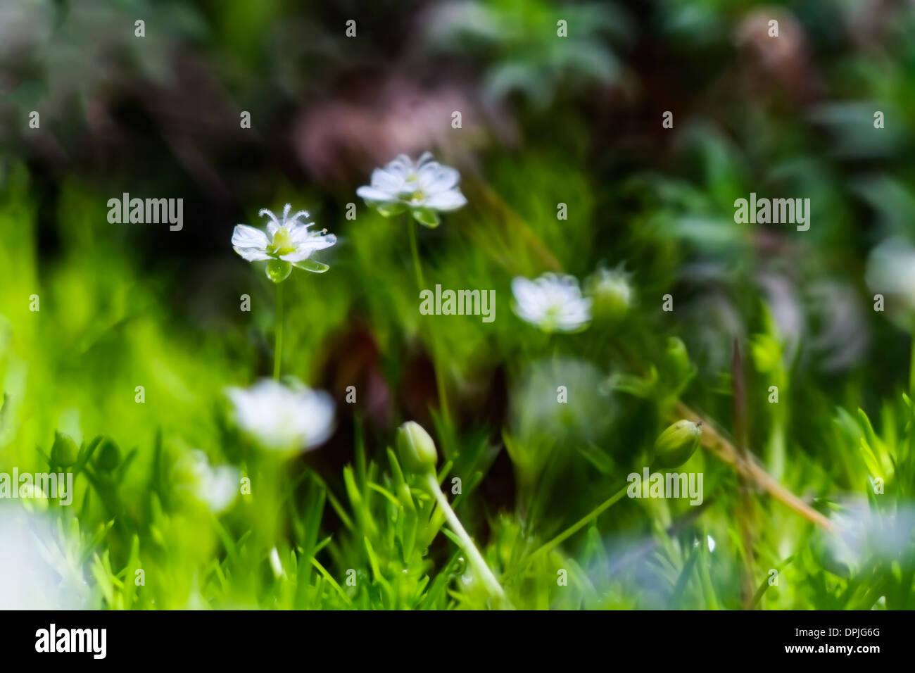 Small white flowers grow hi-res stock photography and images - Alamy
