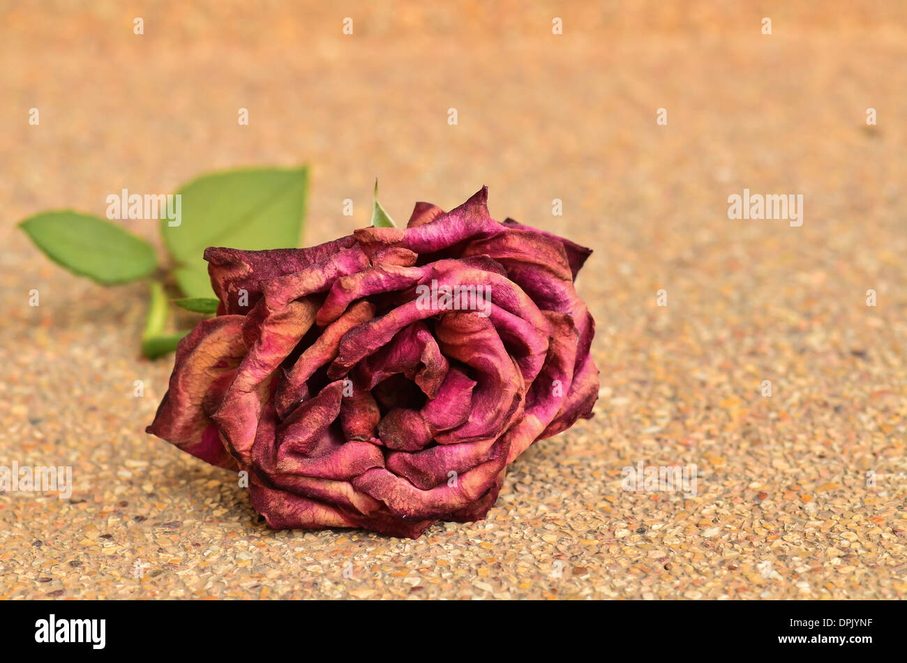 Dried red rose Stock Photo Alamy