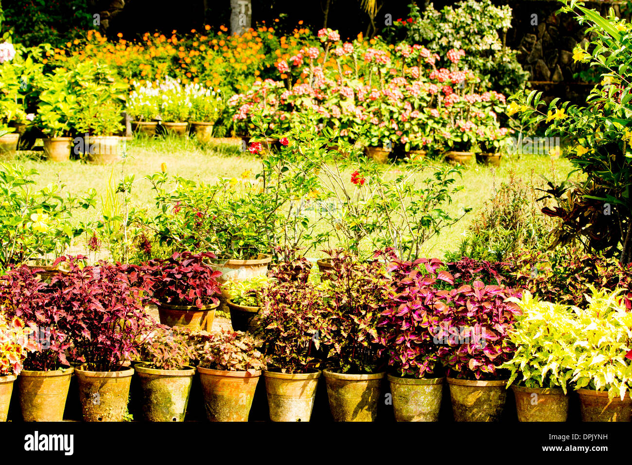 Ceramic potted plants hi-res stock photography and images - Alamy