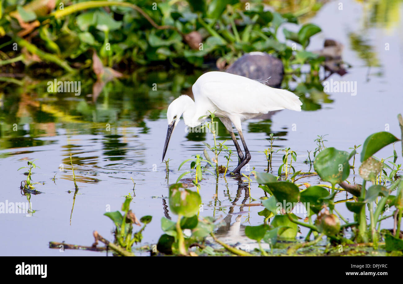Water birds of india hi-res stock photography and images - Alamy