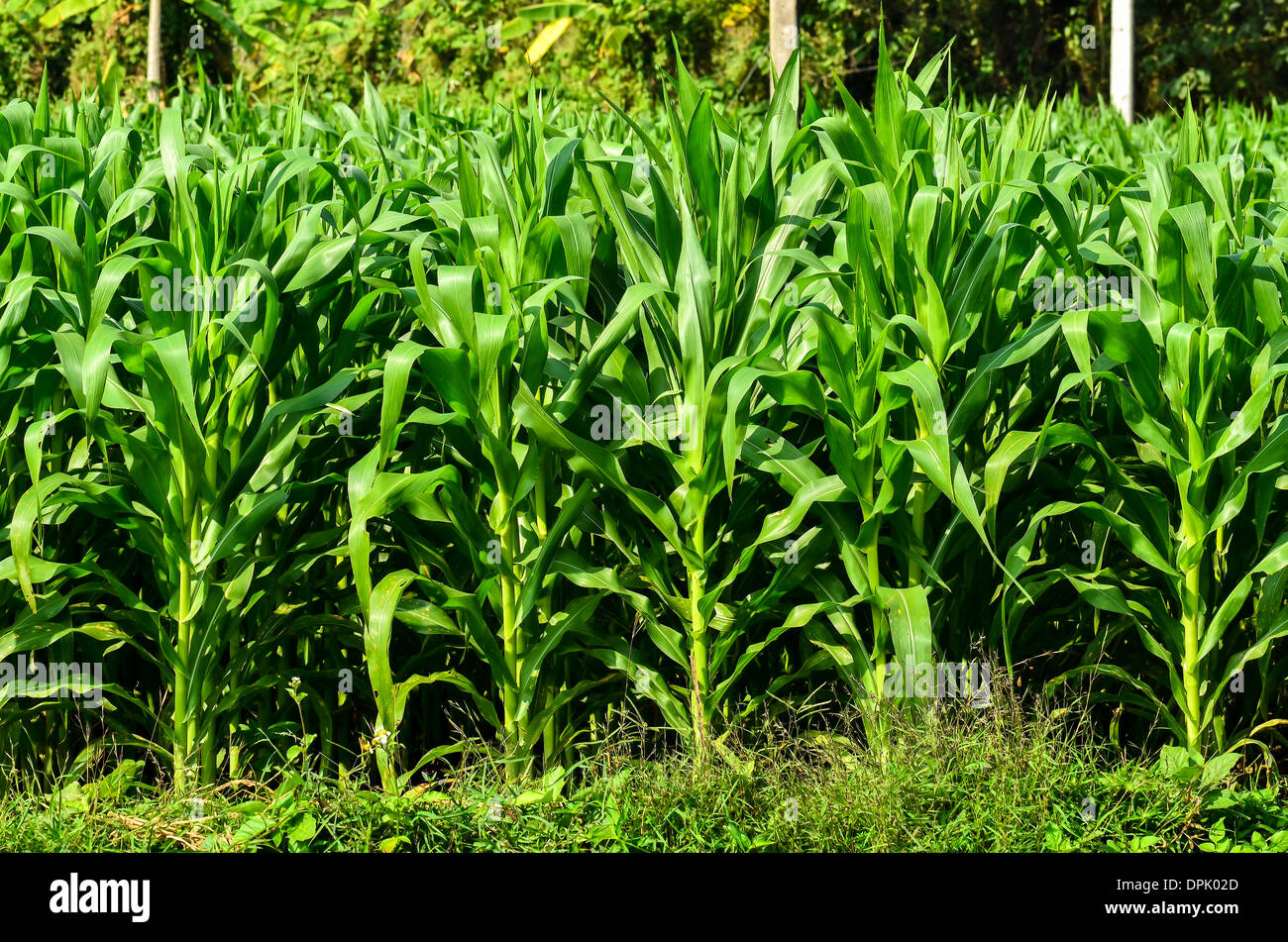 green field of corn Stock Photo