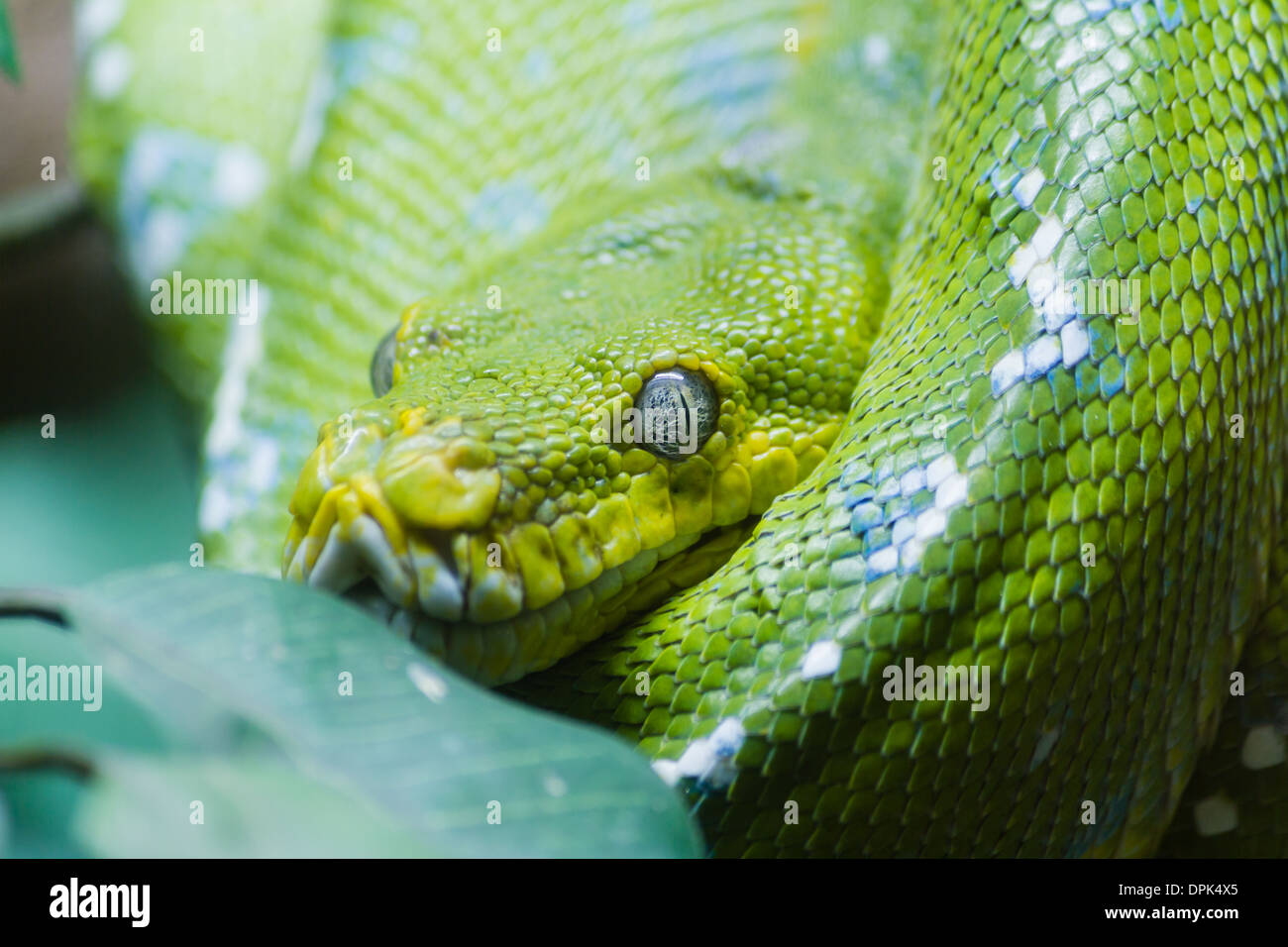 Green tree python Stock Photo - Alamy