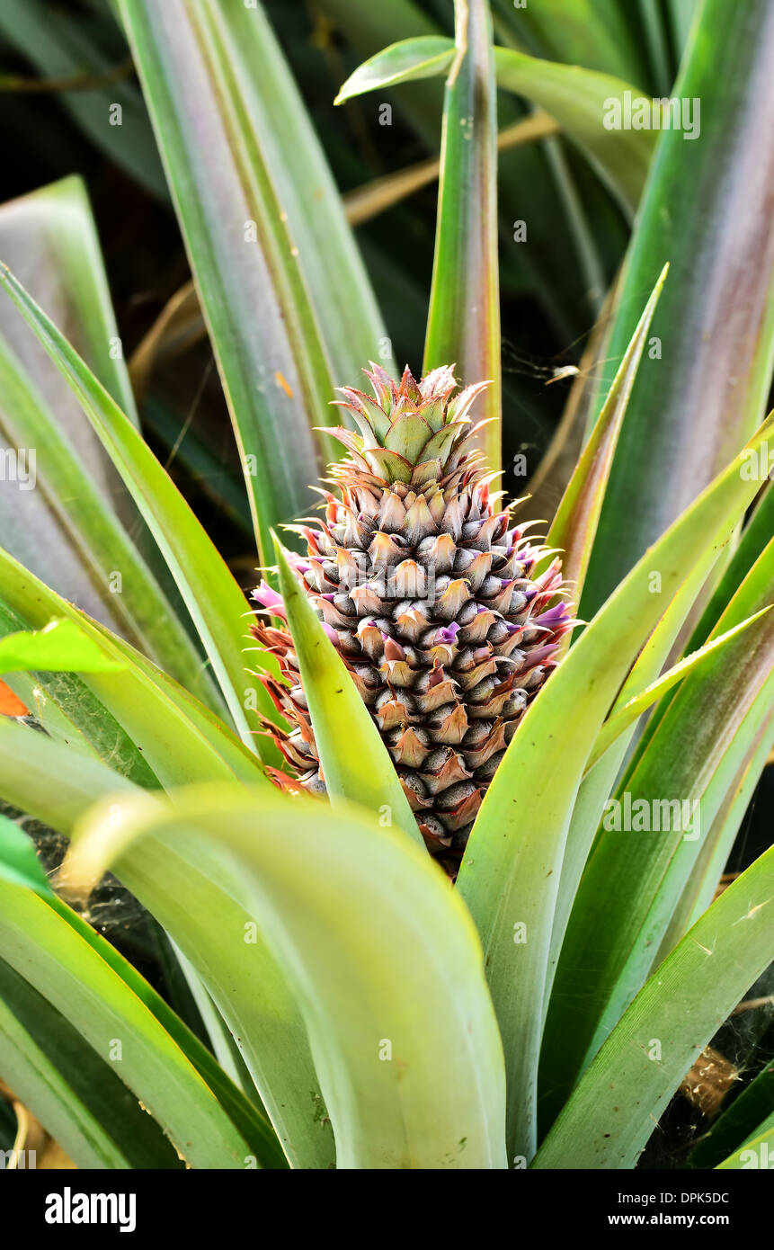 Pineapple fruit farm growing Stock Photo Alamy