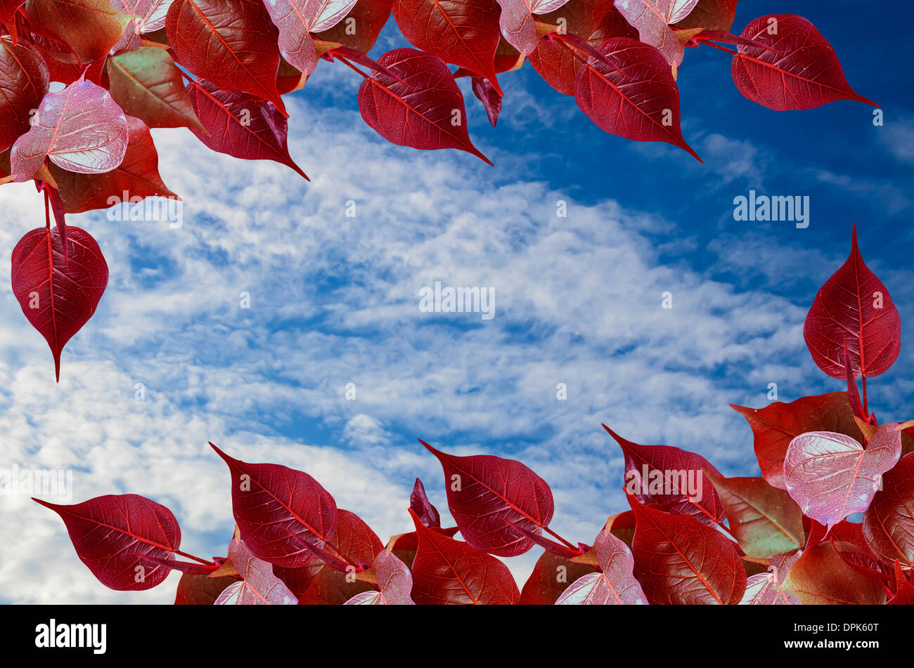 Red Pho leave buds on blue sky Stock Photo