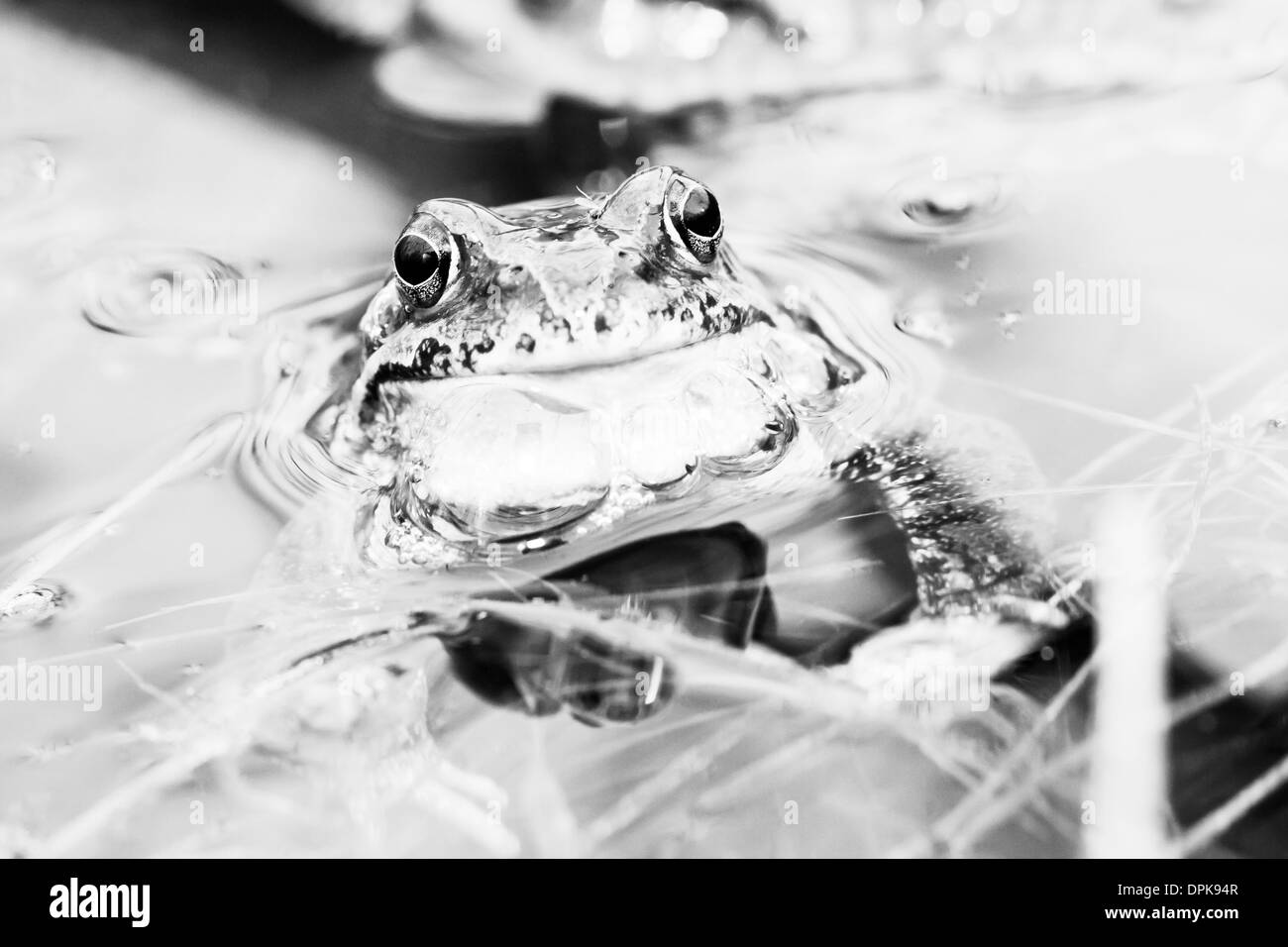 Little grass frog sitting in water Stock Photo
