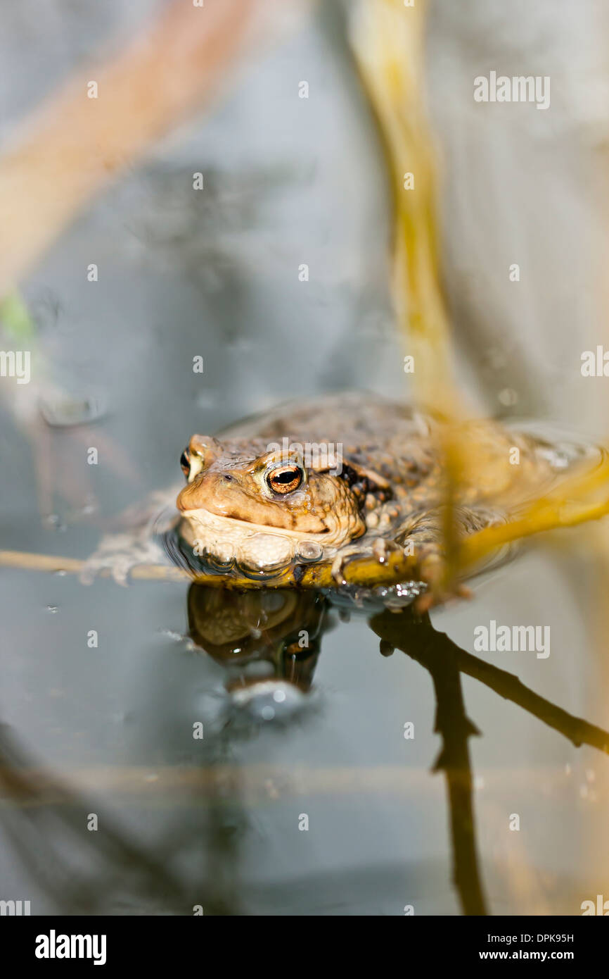 Frog in water Stock Photo