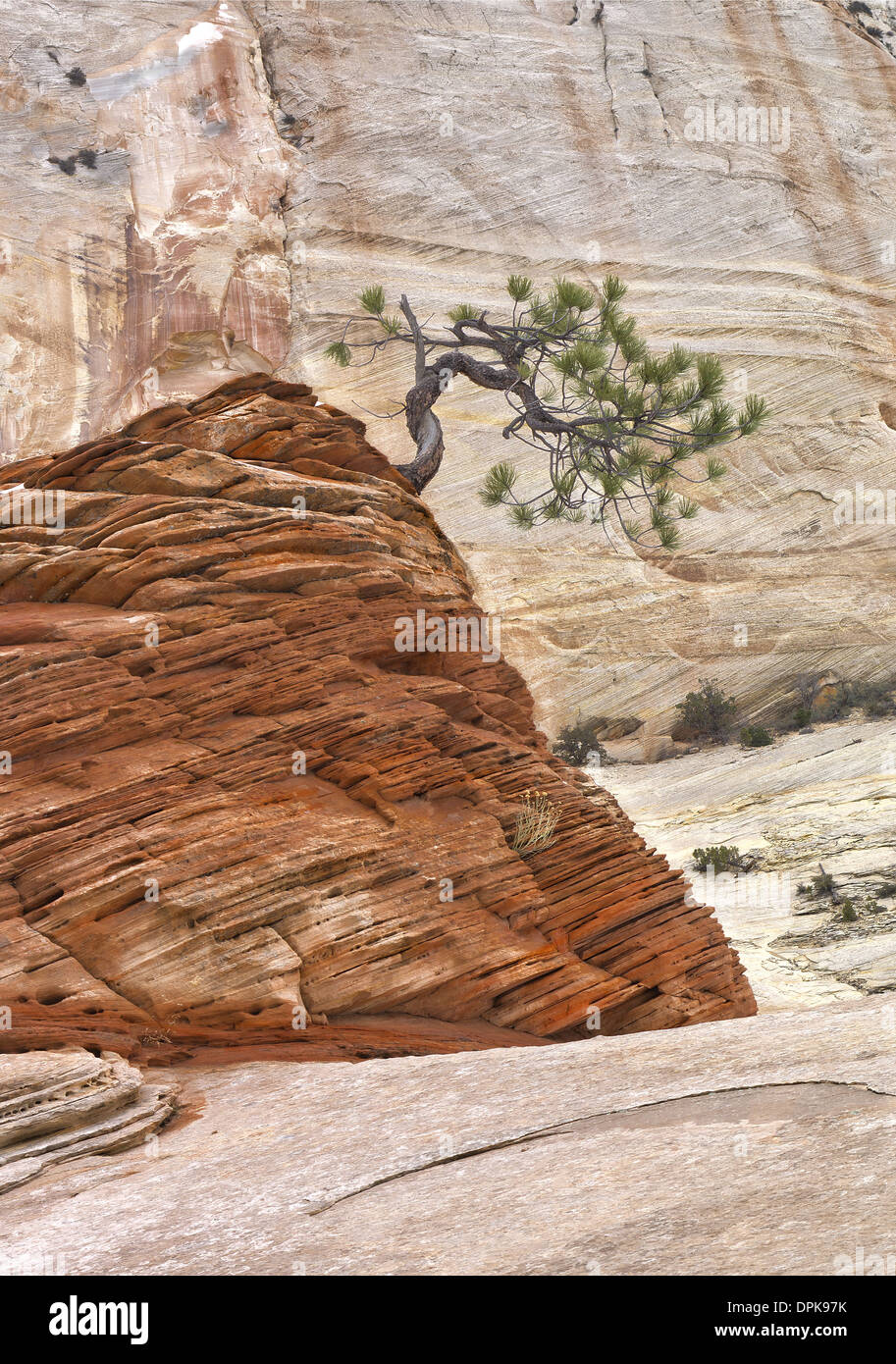 Pinion Pine Tree growing from the top of a sandstone formation, Zion National Park, Utah USA Stock Photo