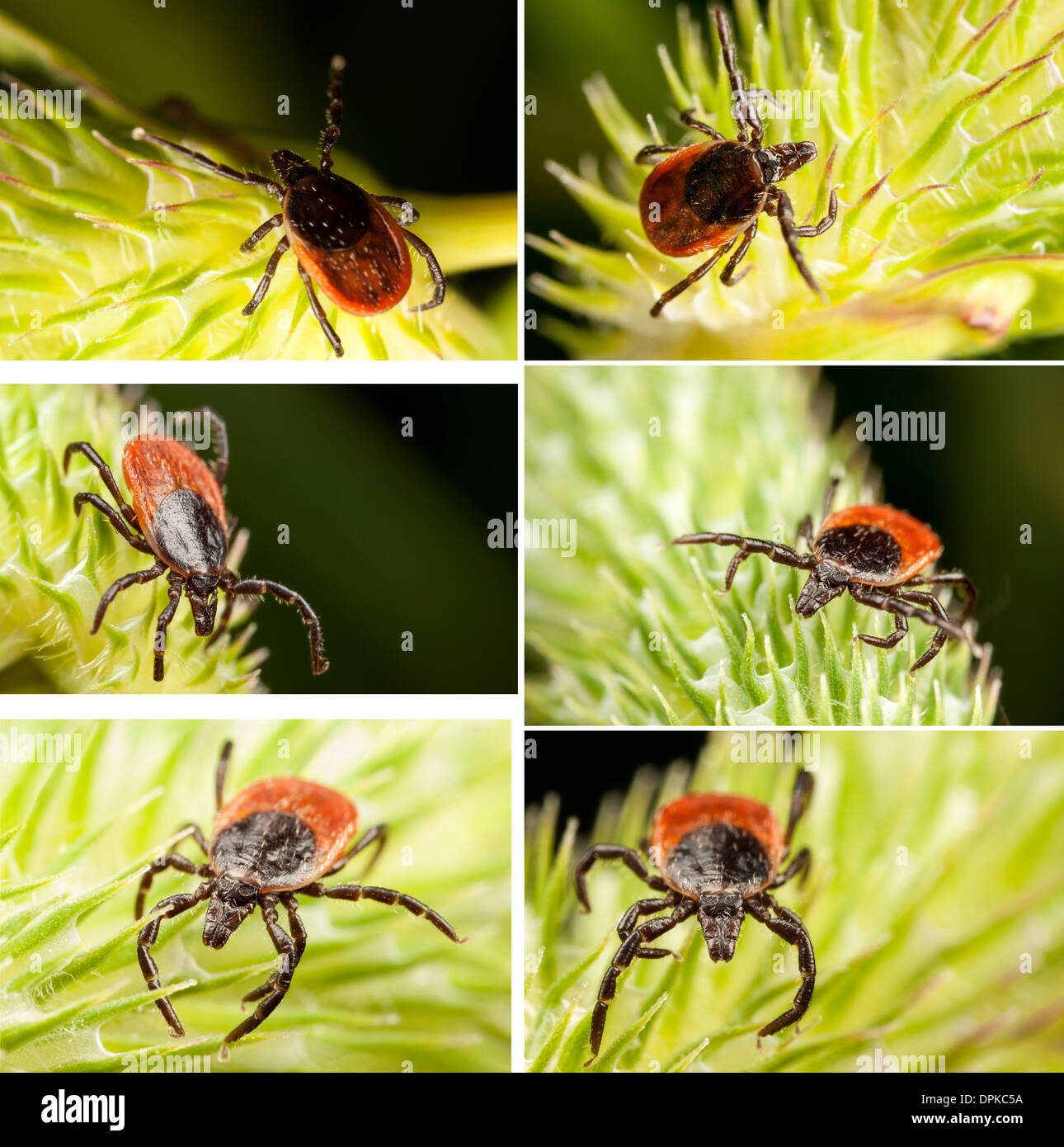 Red backed beetle hi-res stock photography and images - Alamy