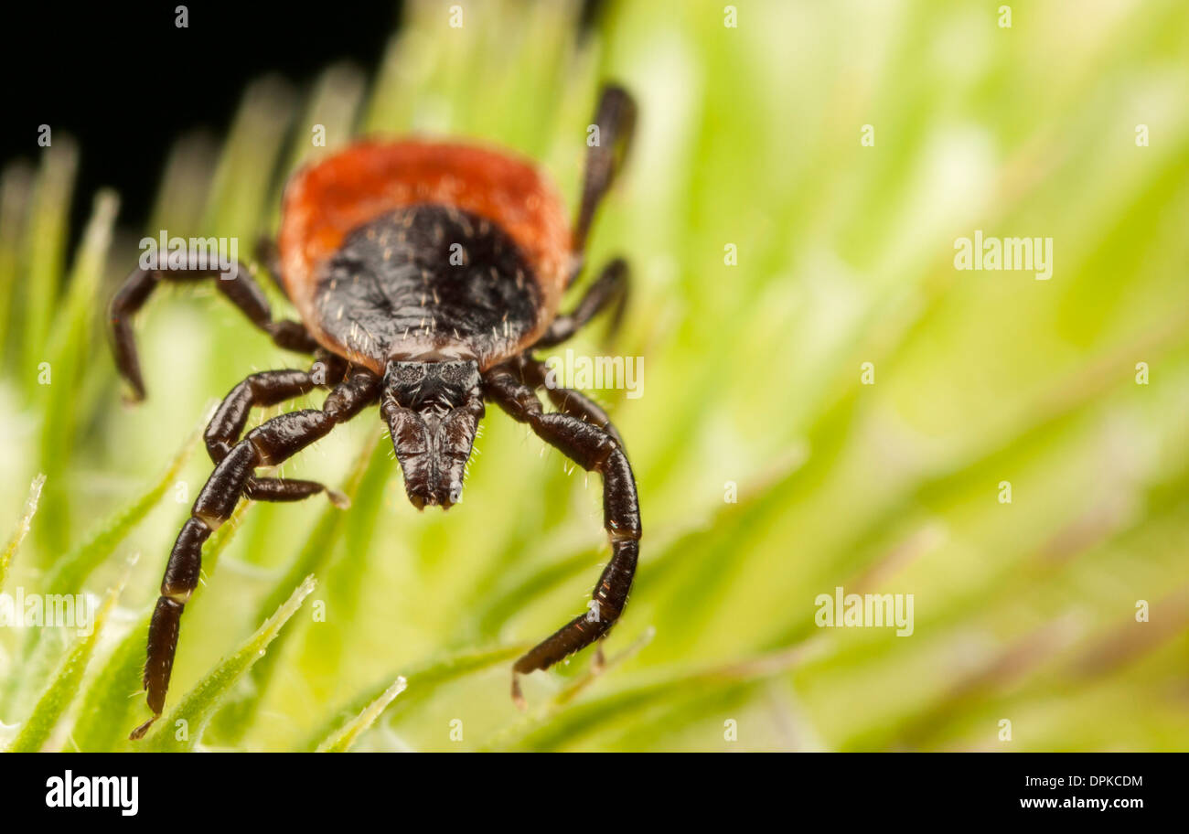 Closeup of a red backed tick on a green plant Stock Photo
