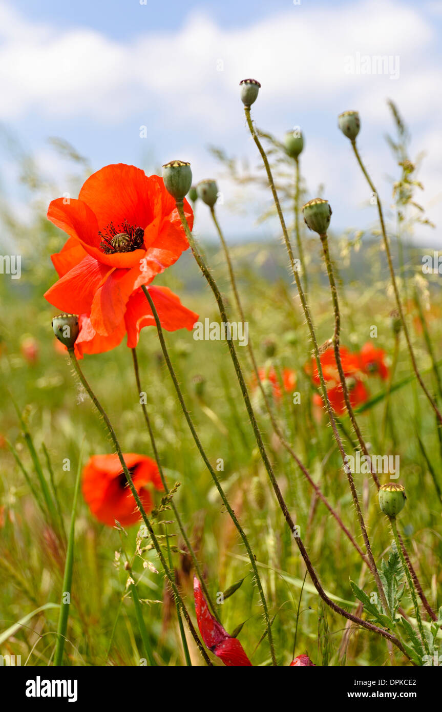 Poppy in a field hi-res stock photography and images - Alamy