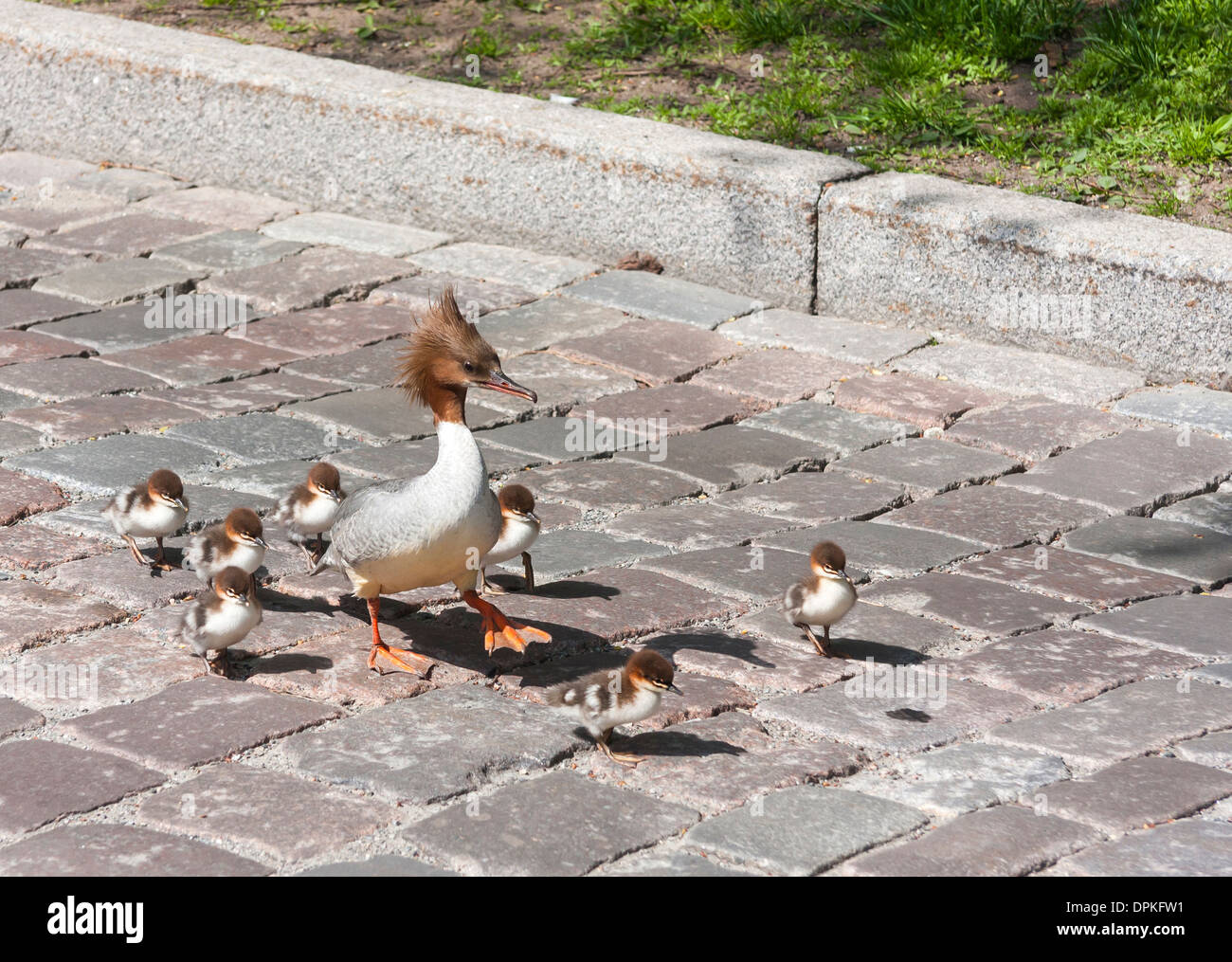 Family of Great crested grebe lost on a city street in the Old Town of Tallinn, Estonia Stock Photo